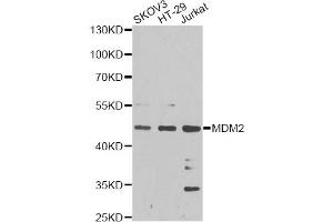 Western blot analysis of extracts of various cell lines, using MDM2 antibody (ABIN5970136) at 1/1000 dilution. (MDM2 抗体)