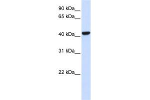 WB Suggested Anti-CTH Antibody Titration:  0.
