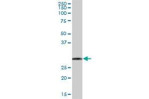 SCYL1BP1 MaxPab polyclonal antibody. (GORAB 抗体  (AA 1-246))