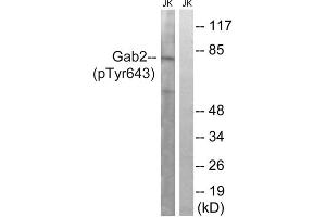 Western blot analysis of extracts from Jurkat cells, treated with IFN (2500U/ML, 30mins), using Gab2 (Phospho-Tyr643) antibody. (GAB2 抗体  (pTyr643))