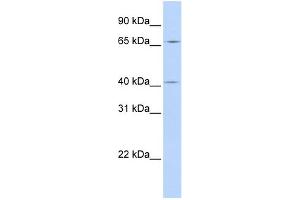 WB Suggested Anti-CCDC138 Antibody Titration: 0. (CCDC138 抗体  (N-Term))