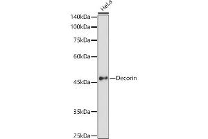 Western Blotting (WB) image for anti-Decorin (DCN) (AA 31-359) antibody (ABIN3022361)