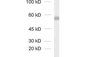 Western Blotting (WB) image for anti-Solute Carrier Family 17 (Sodium-Dependent Inorganic Phosphate Cotransporter), Member 8 (SLC17A8) (AA 543-601), (C-Term) antibody (ABIN1742302)