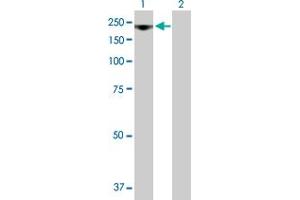 Western Blot analysis of RRP12 expression in transfected 293T cell line by RRP12 MaxPab polyclonal antibody. (RRP12 抗体  (AA 1-1297))