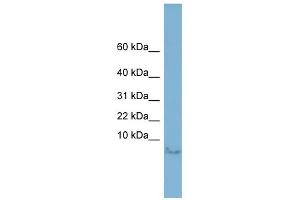 WB Suggested Anti-MLN Antibody Titration:  0.