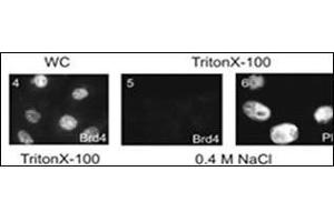 Subnuclear distribution of cellular proteins. (BRD4 抗体  (AA 1313-1342))