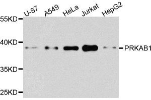 Western blot analysis of extracts of various cell lines, using PRKAB1 antibody (ABIN6291757) at 1:1000 dilution. (PRKAB1 抗体)