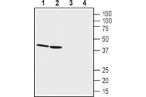 Western blot analysis of rat kidney lysates (lanes 1 and 3) and mouse kidney membranes (lanes 2 and 4): - 1,2. (GPR68 抗体  (Extracellular))