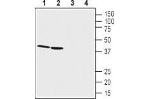 Western blot analysis of rat kidney lysates (lanes 1 and 3) and mouse kidney membranes (lanes 2 and 4): - 1,2. (GPR68 抗体  (2nd Extracellular Loop))