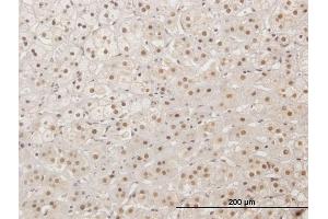 Immunostaining (ISt) image for anti-X-Ray Repair Complementing Defective Repair in Chinese Hamster Cells 4 (XRCC4) (AA 1-336) antibody (ABIN1327721)