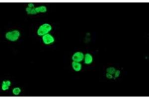 Anti-PPARA mouse monoclonal antibody (ABIN2455014) immunofluorescent staining of COS7 cells transiently transfected by pCMV6-ENTRY PPARA (RC216176). (PPARA 抗体  (AA 145-420))