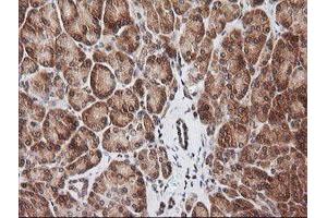 Image no. 2 for anti-RIO Kinase 2 (RIOK2) (AA 277-552) antibody (ABIN1491305) (RIOK2 抗体  (AA 277-552))