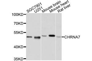 Western blot analysis of extracts of various cells, using CHRNA7 antibody. (CHRNA7 抗体)