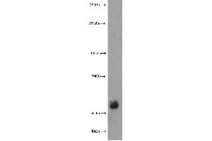 Western Blotting (WB) image for anti-Extracellular Matrix Protein 1 (ECM1) antibody (ABIN2928444) (ECM1 抗体)