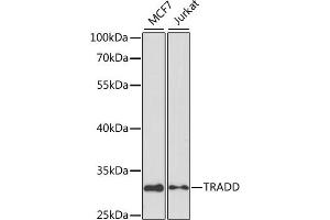 Western blot analysis of extracts of various cell lines, using TRADD antibody (ABIN3021541, ABIN3021542, ABIN3021543 and ABIN6215219) at 1:1000 dilution. (TRADD 抗体)