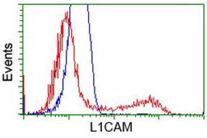 Image no. 1 for anti-L1 Cell Adhesion Molecule (L1CAM) antibody (ABIN1499089) (L1CAM 抗体)