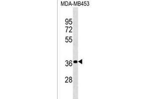 PSG4 Antibody (N-term) (ABIN1539582 and ABIN2850413) western blot analysis in MDA-M cell line lysates (35 μg/lane). (NR2C1 抗体  (N-Term))