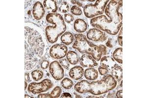 Immunohistochemical staining of human kidney with BZRAP1 polyclonal antibody  shows strong granular cytoplasmic positivity tubular cells at 1:200-1:500 dilution.
