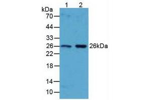 Figure. (BCL2L1 抗体  (AA 2-212))