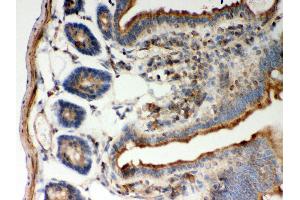 Anti- STIM1 Picoband antibody, IHC(P) IHC(P): Mouse Intestine Tissue (STIM1 抗体  (N-Term))