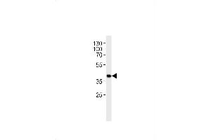 Mouse Sh2d5 Antibody (Center) (ABIN1881517 and ABIN2843619) western blot analysis in mouse heart tissue lysates (35 μg/lane). (SH2D5 抗体  (AA 200-230))