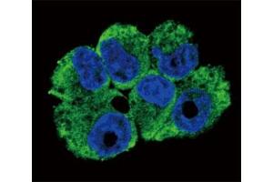 Confocal immunofluorescent analysis of TRAP antibody with NCI-H460 cells followed by Alexa Fluor 488-conjugated goat anti-rabbit lgG (green).