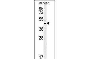Western blot analysis in mouse heart tissue lysates (35ug/lane). (TAM41 抗体  (AA 180-208))