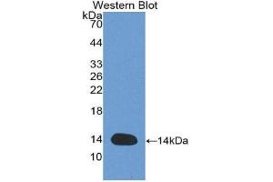 Western Blotting (WB) image for anti-GDNF Family Receptor alpha 1 (GFRA1) antibody (Biotin) (ABIN1171682) (GFRA1 抗体  (Biotin))