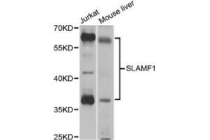 Western blot analysis of extracts of various cell lines, using SLAMF1 antibody (ABIN5971076) at 1/1000 dilution. (SLAMF1 抗体)