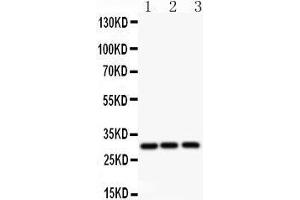 Anti-ATF1 Picoband antibody,  All lanes: Anti ATF1  at 0. (AFT1 抗体  (AA 1-271))