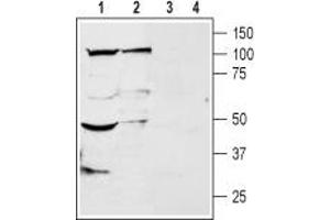 Western Blotting (WB) image for anti-Potassium Channel Subfamily K Member 18 (KCNK18) (AA 62-75), (Extracellular) antibody (ABIN7043446)