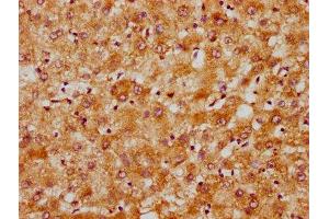 IHC image of  diluted at 1:300 and staining in paraffin-embedded human liver tissue performed on a Leica BondTM system. (DNAJC15 抗体  (AA 59-150))