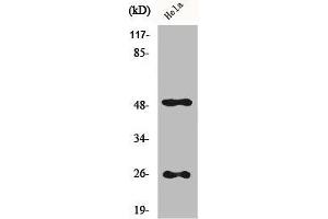 Western Blot analysis of Hela cells using Clusterin Polyclonal Antibody (Clusterin 抗体  (C-Term))