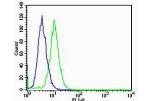 Flow cytometric analysis of Hela cells using GLI2 Antibody (C-term)(green, Cat(ABIN6243675 and ABIN6577401)) compared to an isotype control of rabbit IgG(blue).
