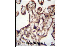 MORN3 Antibdy (Center) (ABIN656878 and ABIN2846078) immunohistochemistry analysis in formalin fixed and paraffin embedded human placenta tissue followed by peroxidase conjugation of the secondary antibody and DAB staining. (MORN3 抗体  (AA 128-157))