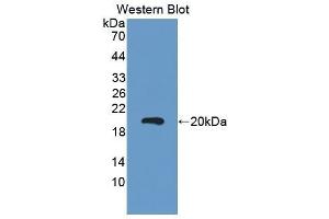 Western Blotting (WB) image for anti-Carcinoembryonic Antigen Gene Family (CEA) (AA 544-771) antibody (ABIN1858355) (CEA 抗体  (AA 544-771))