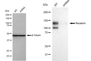 Western blotting analysis using Nicastrin antibody (ABIN7799593). (Recombinant Nicastrin 抗体)