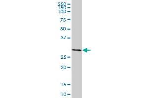 MLF2 MaxPab polyclonal antibody. (MLF2 抗体  (AA 1-248))