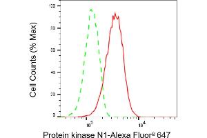 anti-Protein Kinase N1 (PKN1) antibody