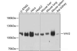 Western blot analysis of extracts of various cell lines using VAV2 Polyclonal Antibody at dilution of 1:3000. (VAV2 抗体)