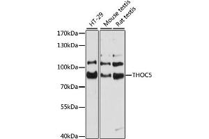Western blot analysis of extracts of various cell lines, using THOC5 antibody (ABIN6128826, ABIN6149119, ABIN6149120 and ABIN6215328) at 1:3000 dilution. (THO Complex 5 抗体  (AA 150-370))