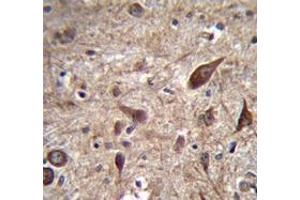 Immunohistochemistry analysis in human brain tissue (Formalin-fixed, Paraffin-embedded) using Pleiotrophin / PTN  Antibody (C-term), followed by peroxidase conjugation of the secondary antibody and DAB staining. (Pleiotrophin 抗体  (C-Term))