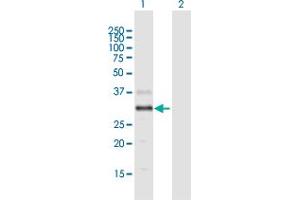 Western Blot analysis of DGAT2L4 expression in transfected 293T cell line by DGAT2L4 MaxPab polyclonal antibody. (AWAT2 抗体  (AA 1-333))