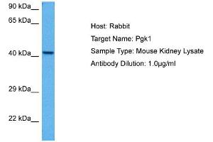 Host: Rabbit Target Name: PGK1 Sample Tissue: Mouse Kidney Antibody Dilution: 1ug/ml (PGK1 抗体  (N-Term))