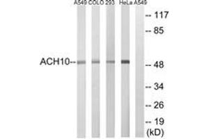 Western blot analysis of extracts from HeLa/293/COLO/A549 cells, using CHRNA10 Antibody. (CHRNA10 抗体  (AA 394-443))