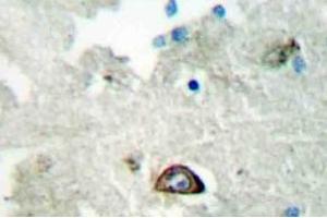 Immunohistochemistry (IHC) analyzes of Ephrin-A3 antibody in paraffin-embedded human brain tissue. (Ephrin A3 抗体)