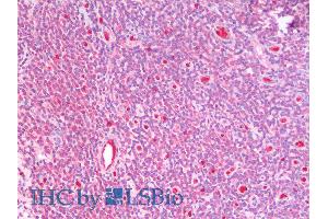 ABIN6391402 (5µg/ml) staining of paraffin embedded Human Tonsil. (GSTM4 抗体  (Internal Region))