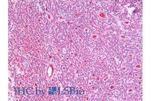 ABIN6391402 (5µg/ml) staining of paraffin embedded Human Tonsil. (GSTM4 抗体  (Internal Region))