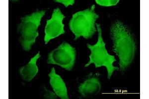 Immunofluorescence (IF) image for anti-PCNA Clamp Associated Factor (PAF) (AA 1-111) antibody (ABIN564218)