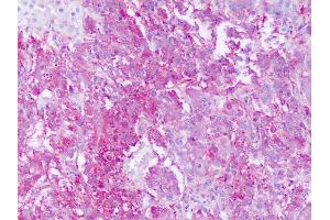 Anti-GPR161 antibody IHC of human adrenal. (GPR161 抗体  (Cytoplasmic Domain))